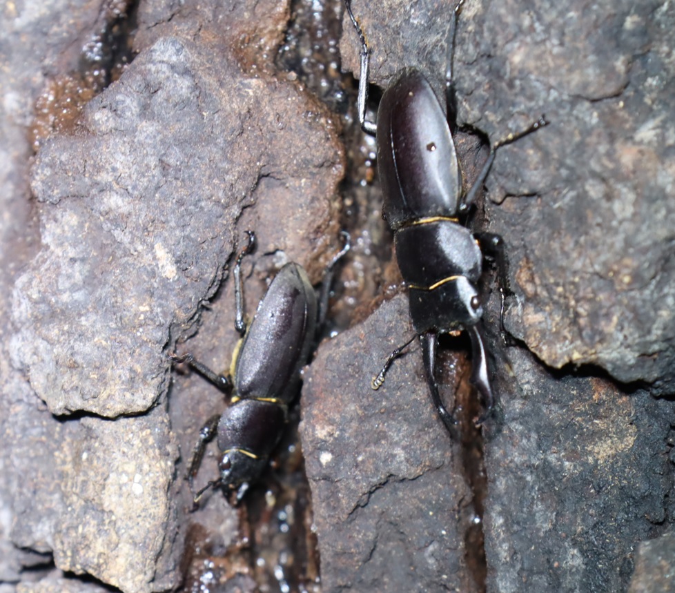 コクワガタのペア_No.5のクヌギ_クワガタ達のオアシス_2023年9月4日19時25分 気温27.7度